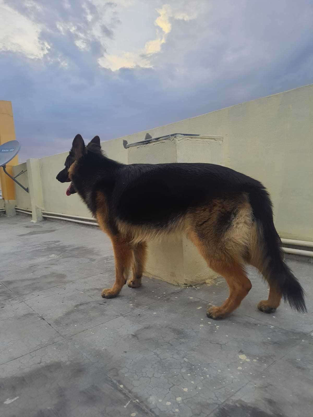German Shepherd Dogs For Mating In Hyderabad