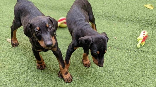 American Doberman For Sale In Bangalore