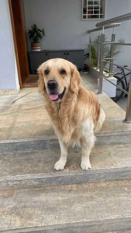 Golden Retriever Dogs For Mating In Kolhapur