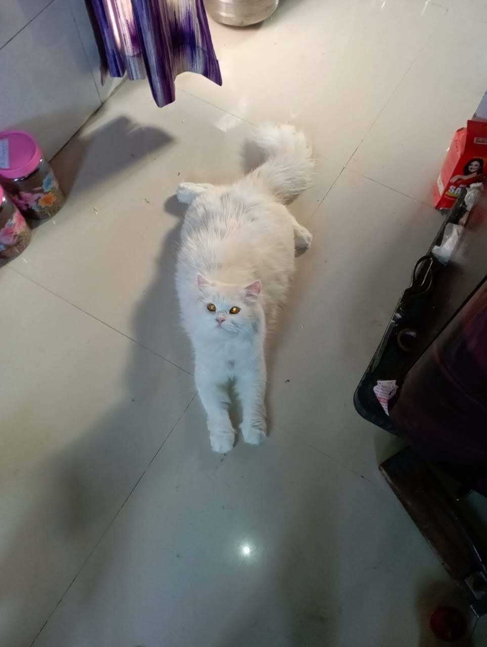Persian Dogs For Mating In Mumbai