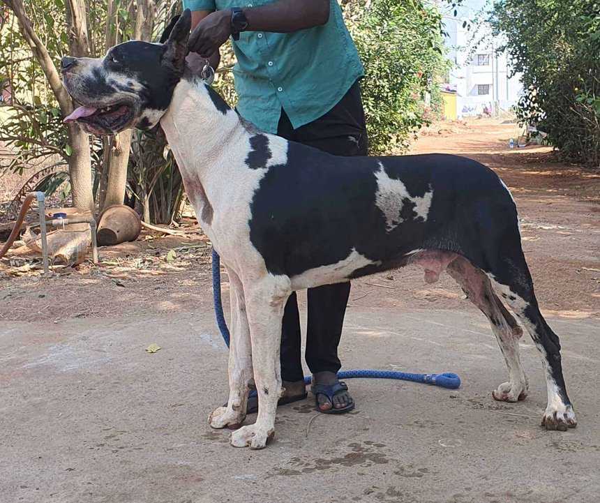 Great Dane Dogs For Mating In Coimbatore