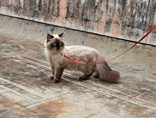 Himalayan Dogs For Mating In Bangalore