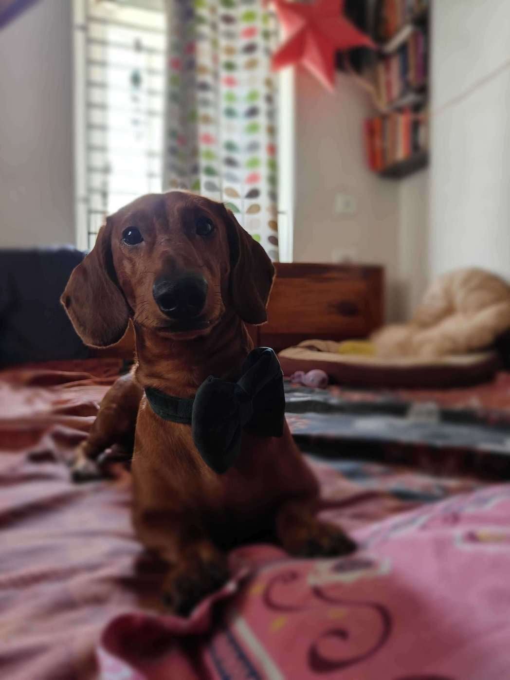 Dachshund Dogs For Mating In Chennai