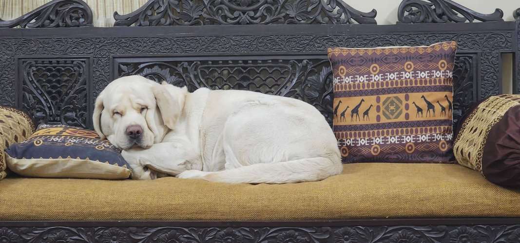 Labrador Retriever Dogs For Mating In Vadodara