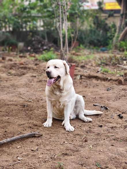 Labrador Retriever Dogs For Mating In Vadodara
