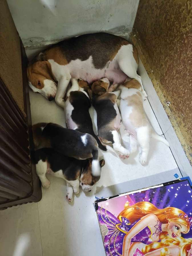 Beagle For Sale In Bhopal