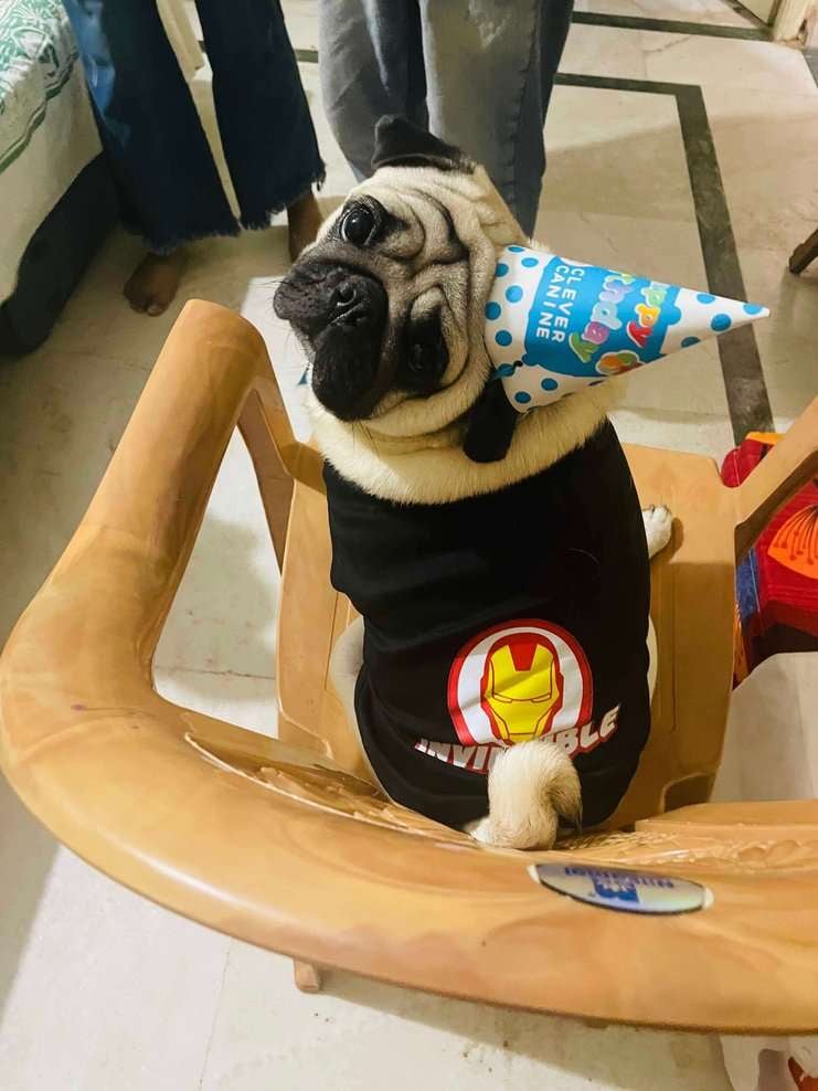 Pug Dogs For Mating In Bangalore