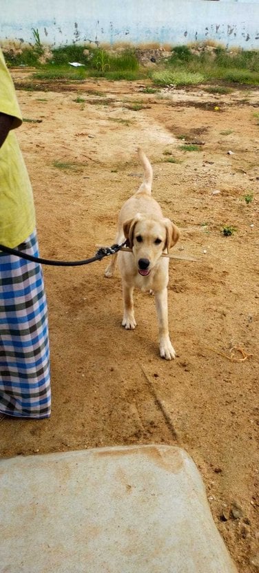 Labrador Retriever For Adoption In Tirupati
