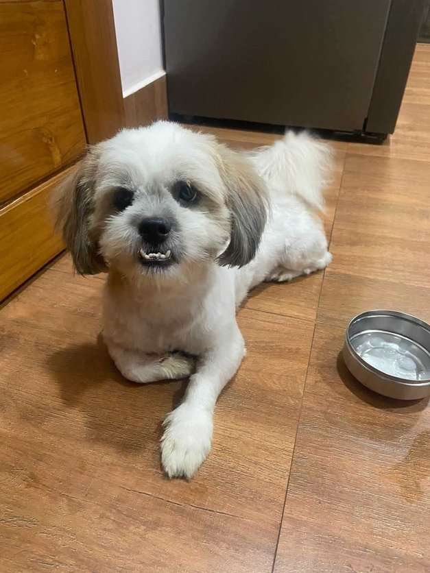 Shih Tzu Dogs For Mating In Guwahati