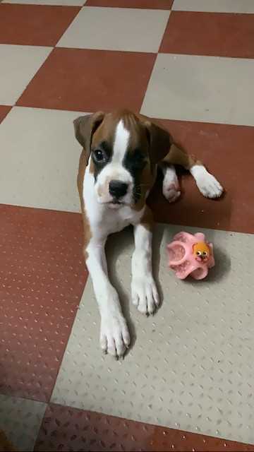 Boxer For Sale In Thoothukkudi