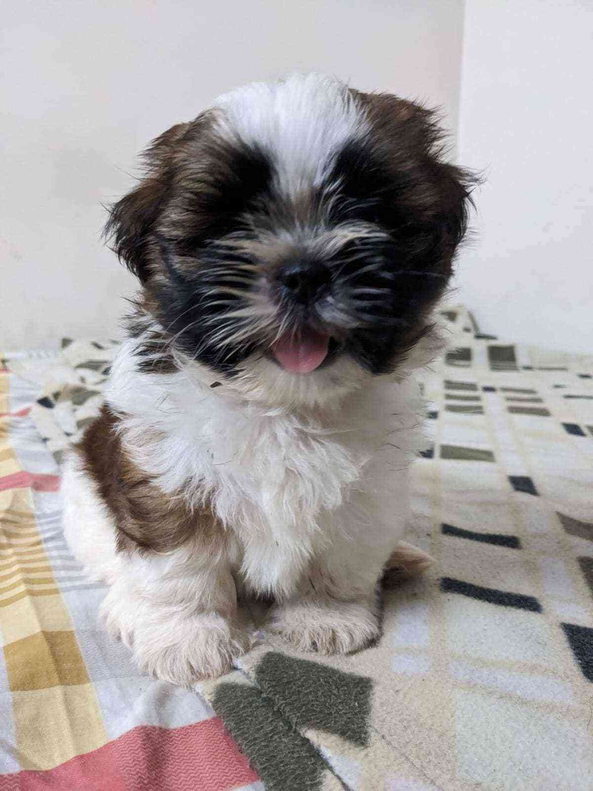 Shih Tzu For Sale In Kochi