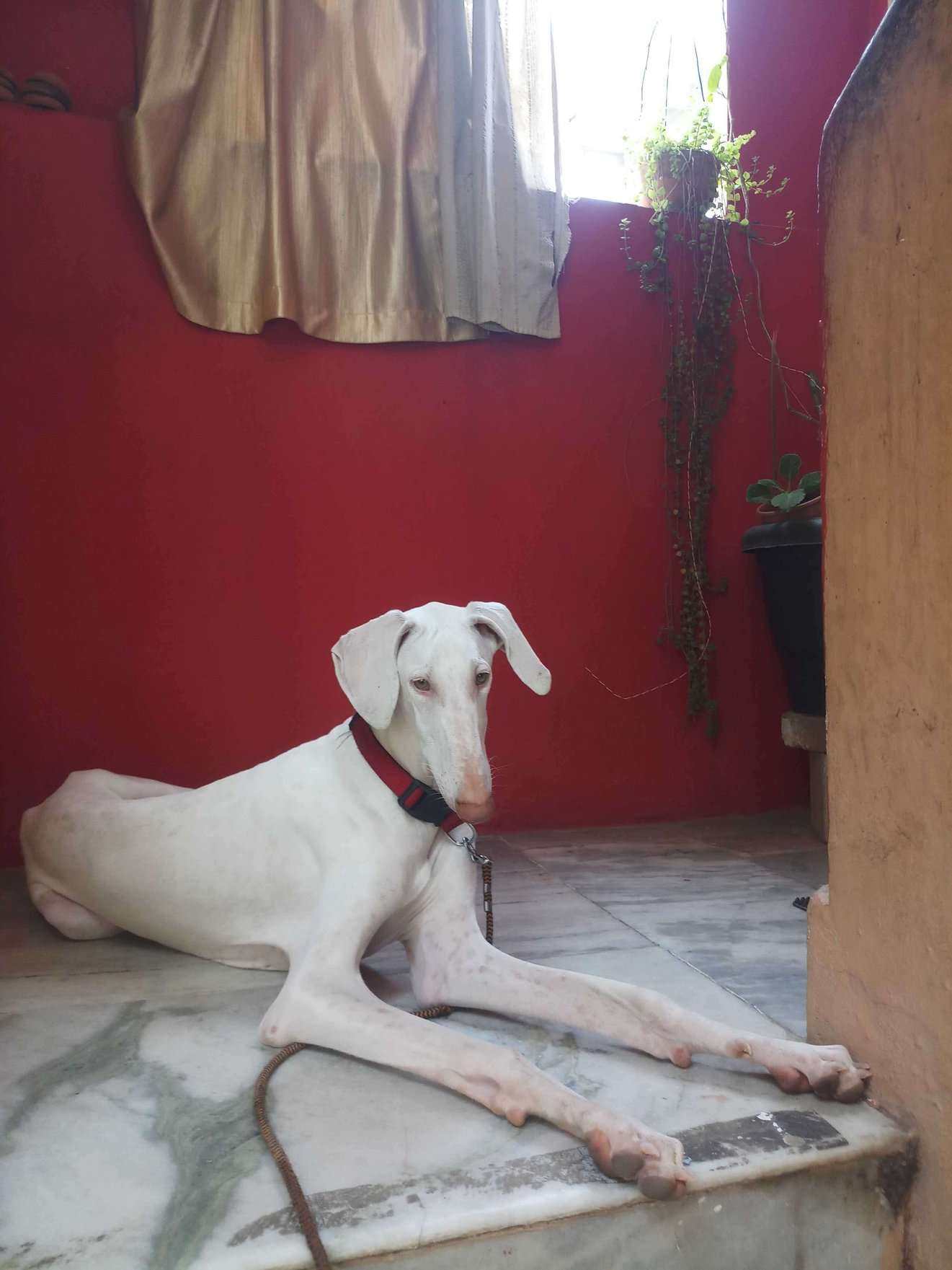 Mudhol hound Dogs For Mating In Hyderabad