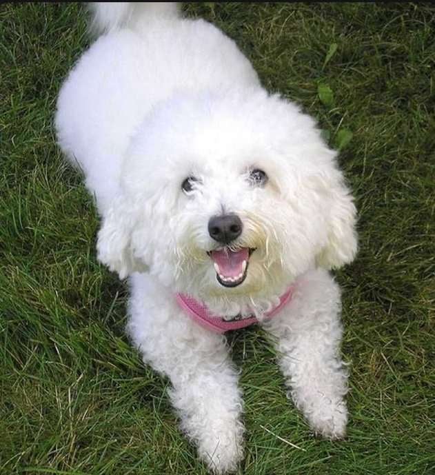 Poodle Dogs For Mating In Bangalore