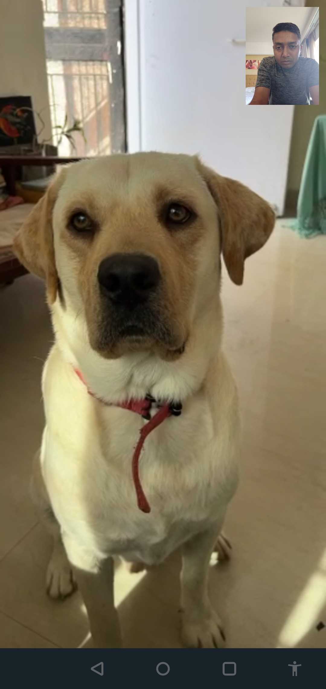 Labrador Retriever Dogs For Mating In Lucknow