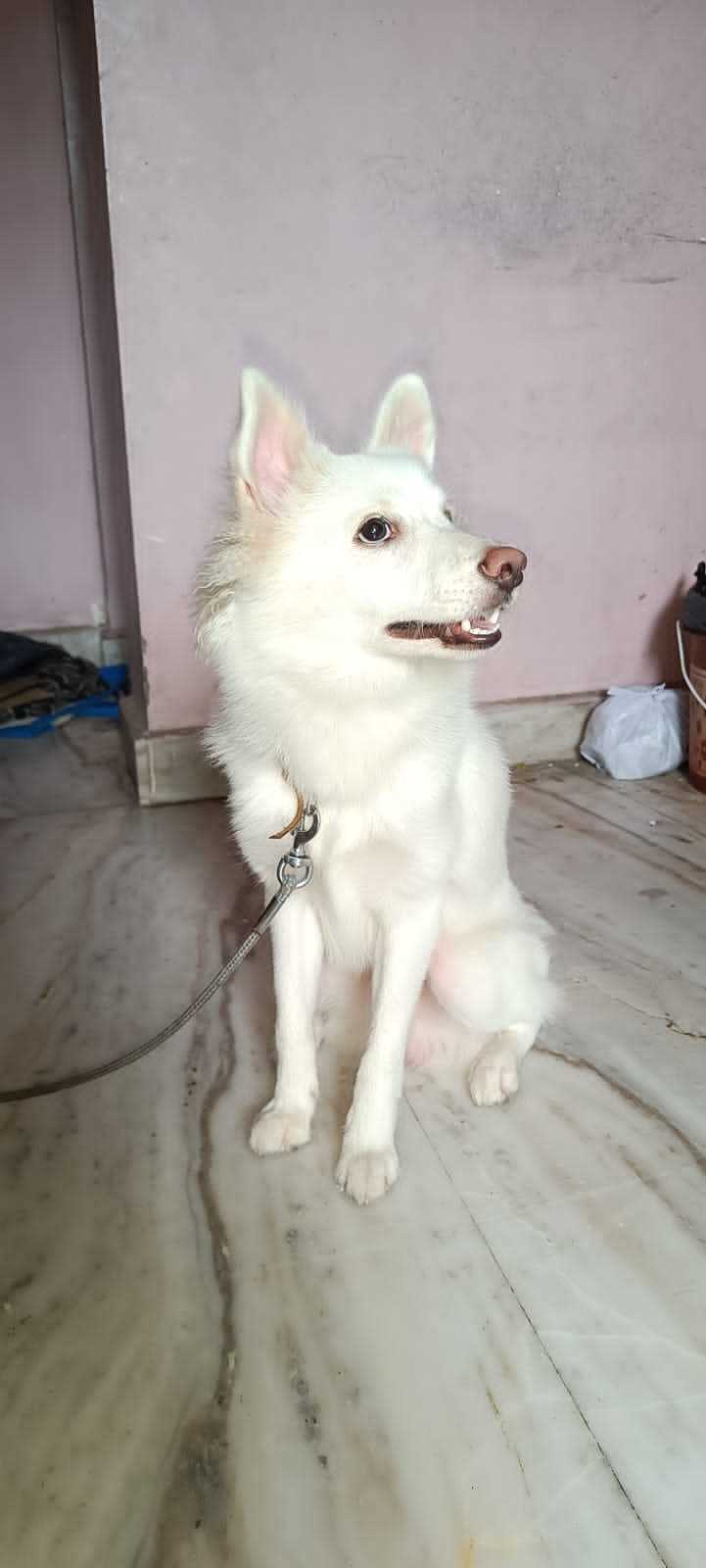 Pomeranian Dogs For Mating In Hyderabad