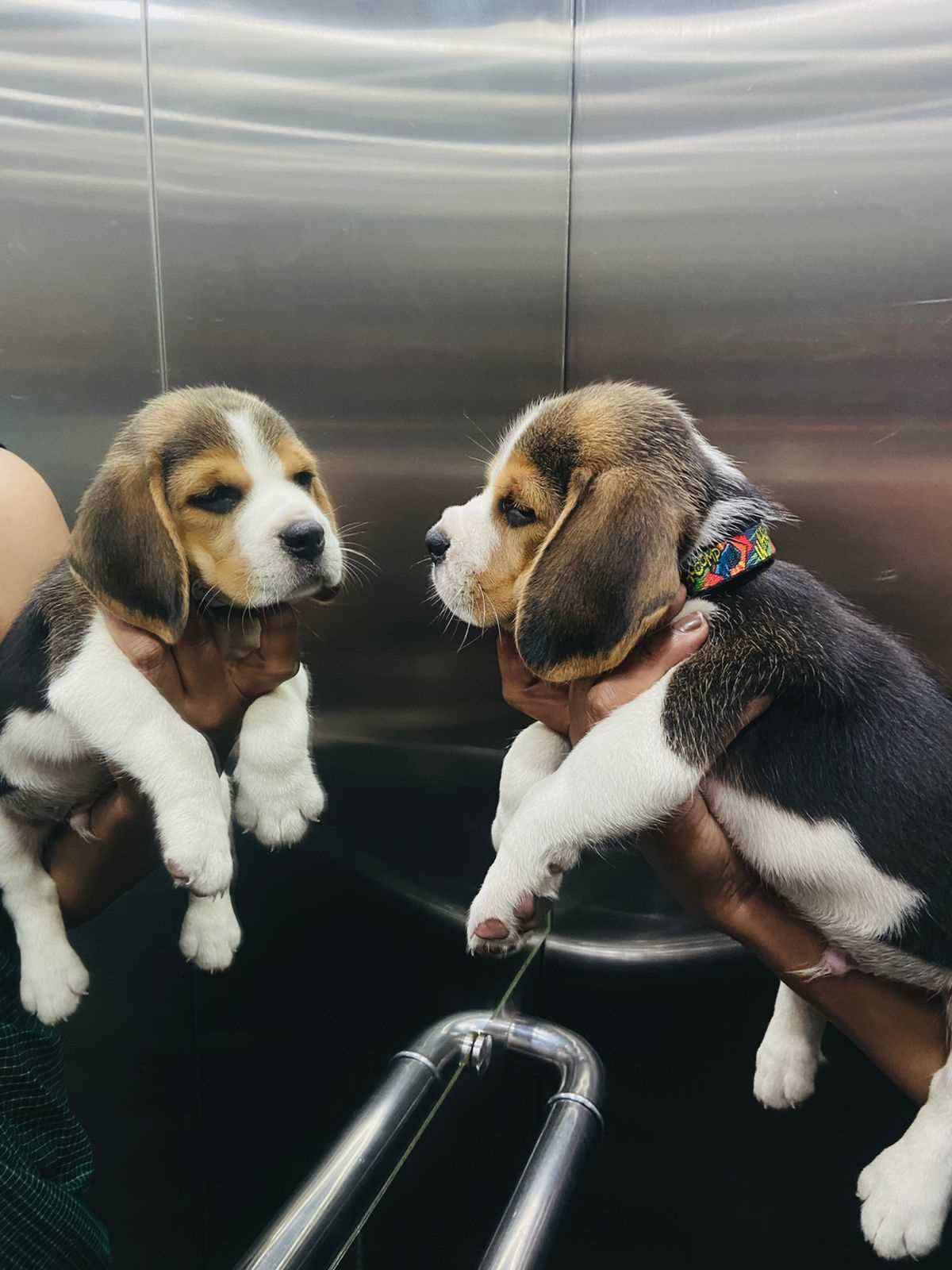 Beagle For Sale In Pune