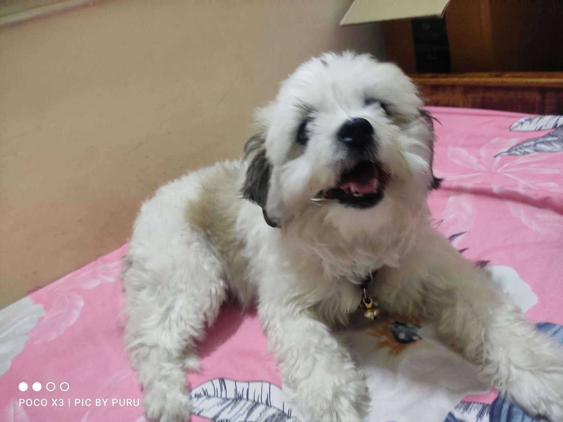 Shih Tzu Dogs For Mating In Bangalore