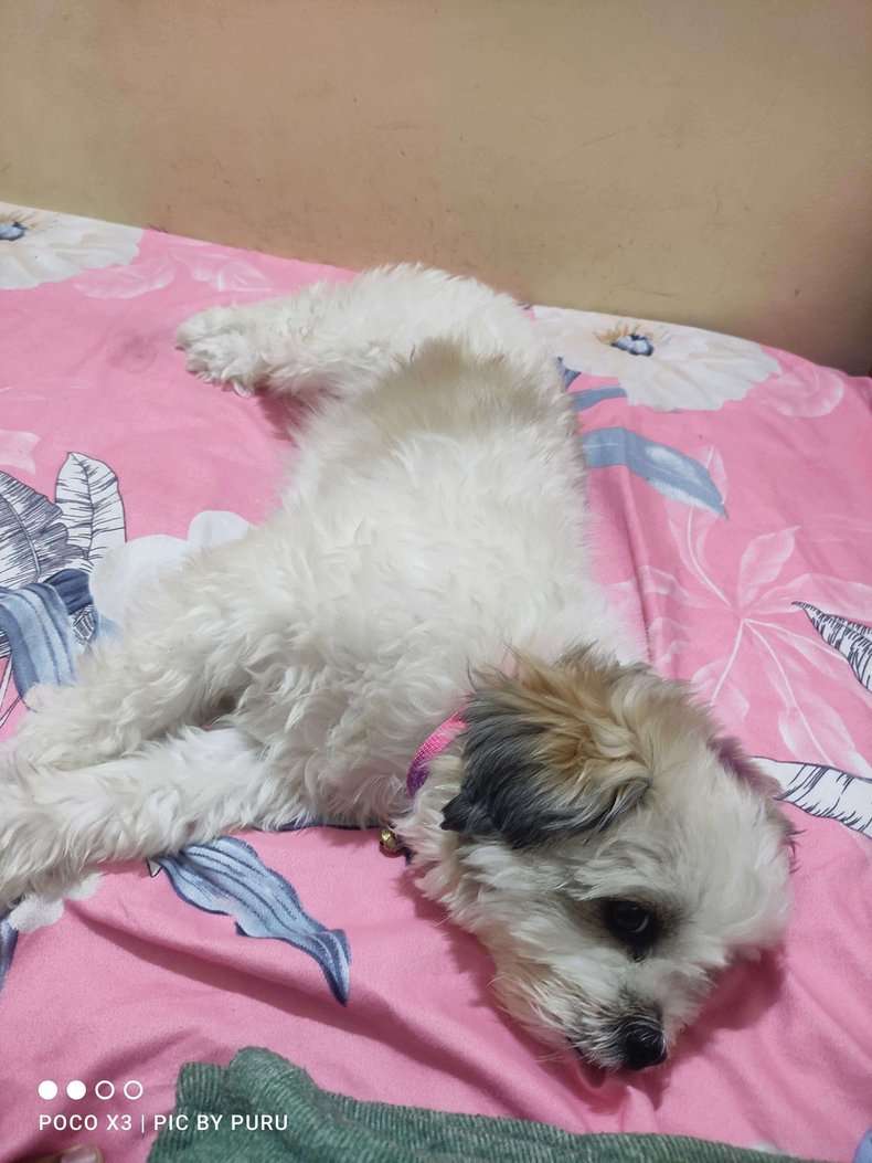 Shih Tzu Dogs For Mating In Bangalore