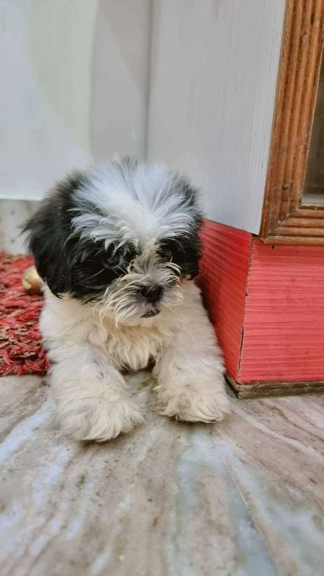 Shih Tzu For Sale In Agra