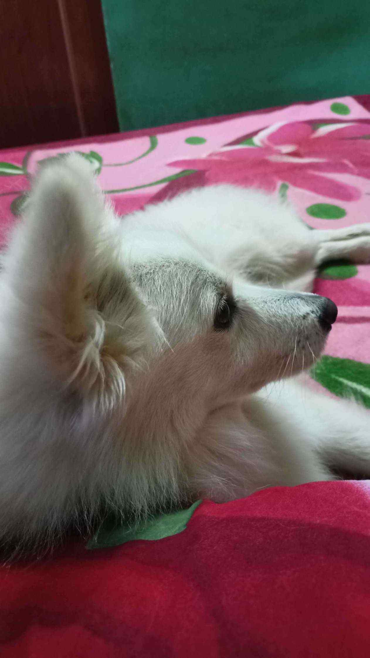 Indian Spitz Dogs For Mating In Guntur