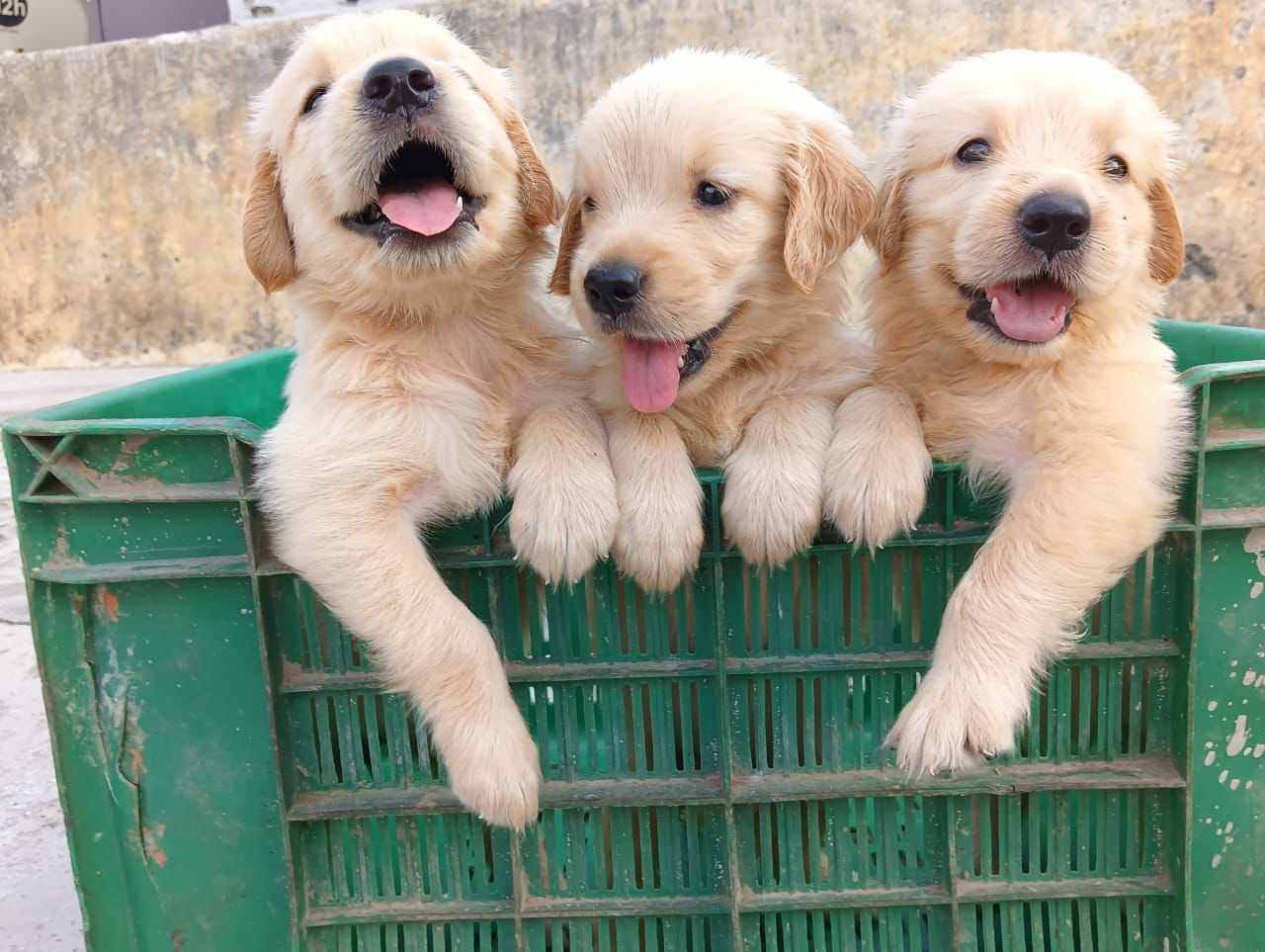 Golden Retriever For Sale In Ghaziabad