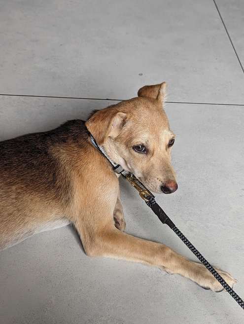 Indian Breed For Adoption In Ernakulam