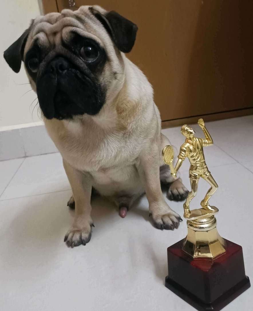 Pug Dogs For Mating In Bangalore