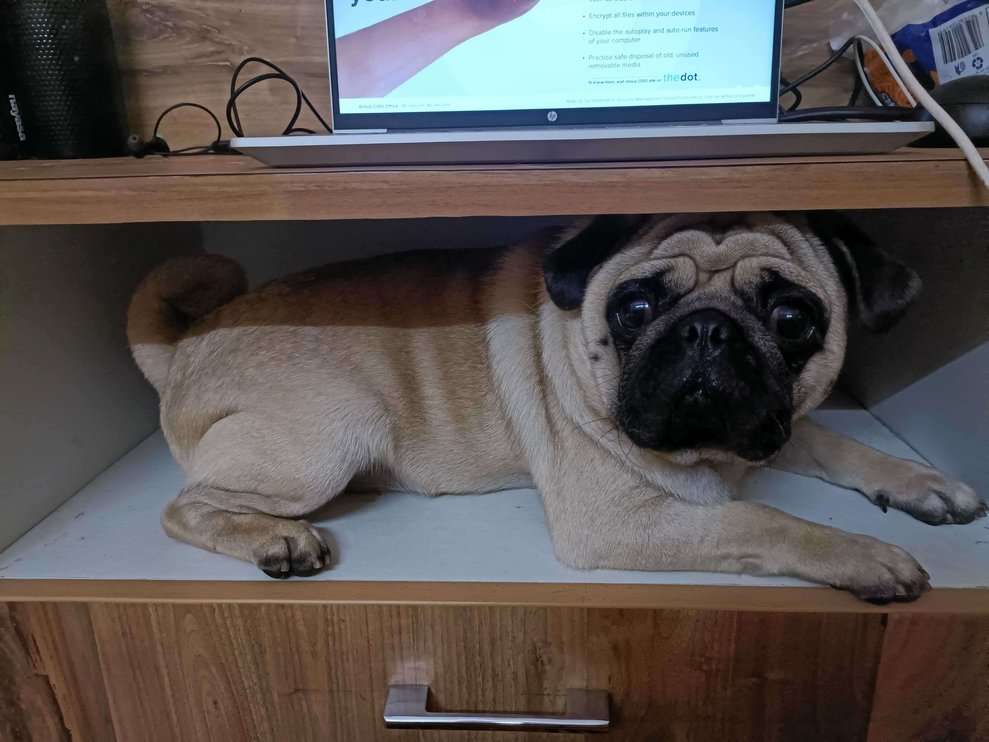 Pug Dogs For Mating In Bangalore