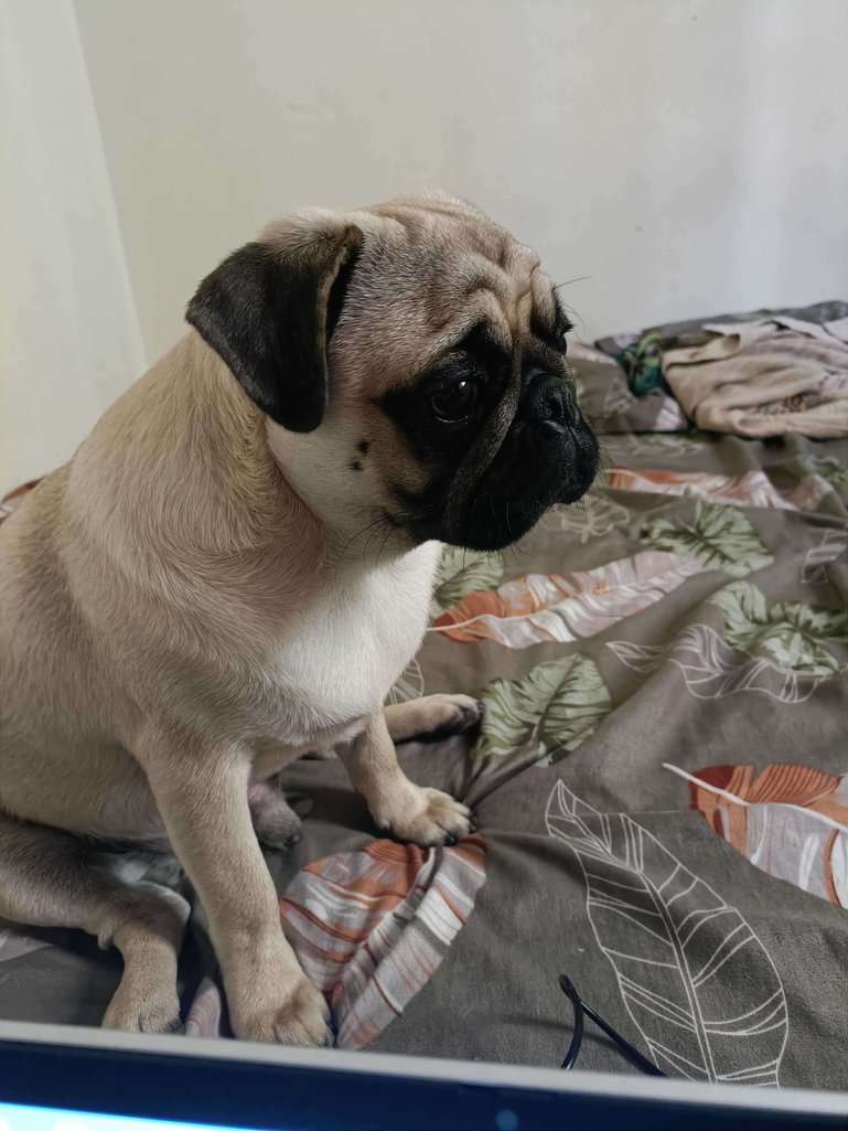 Pug Dogs For Mating In Bangalore