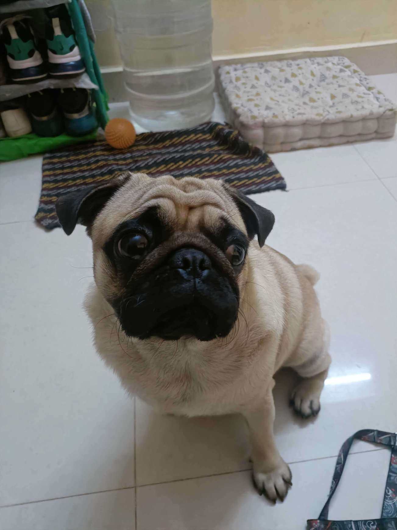 Pug Dogs For Mating In Bangalore
