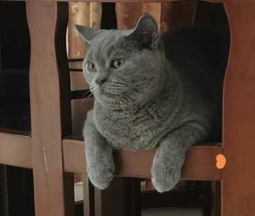 British Shorthair For Sale In Chennai