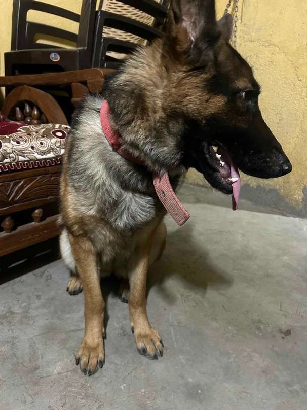 German Shepherd For Adoption In Bokaro Steel