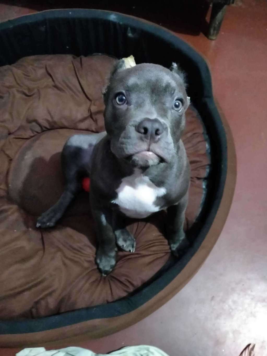 American Bully For Sale In Patna