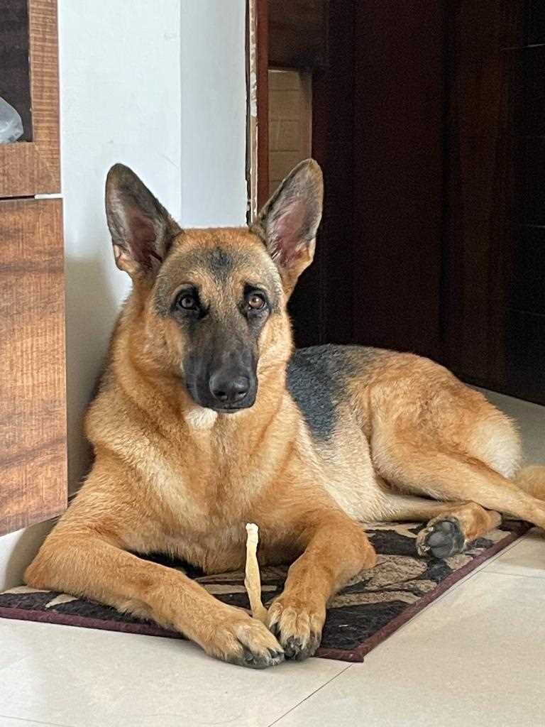 German Shepherd For Adoption In Vadodara