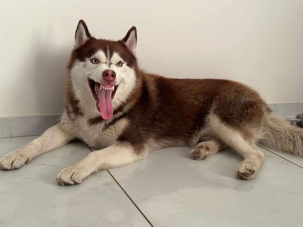 Siberian Husky Dogs For Mating In Ahmedabad