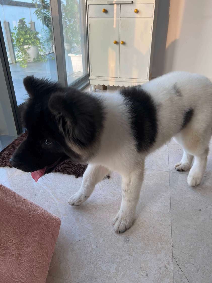 Akita For Sale In Gurgaon
