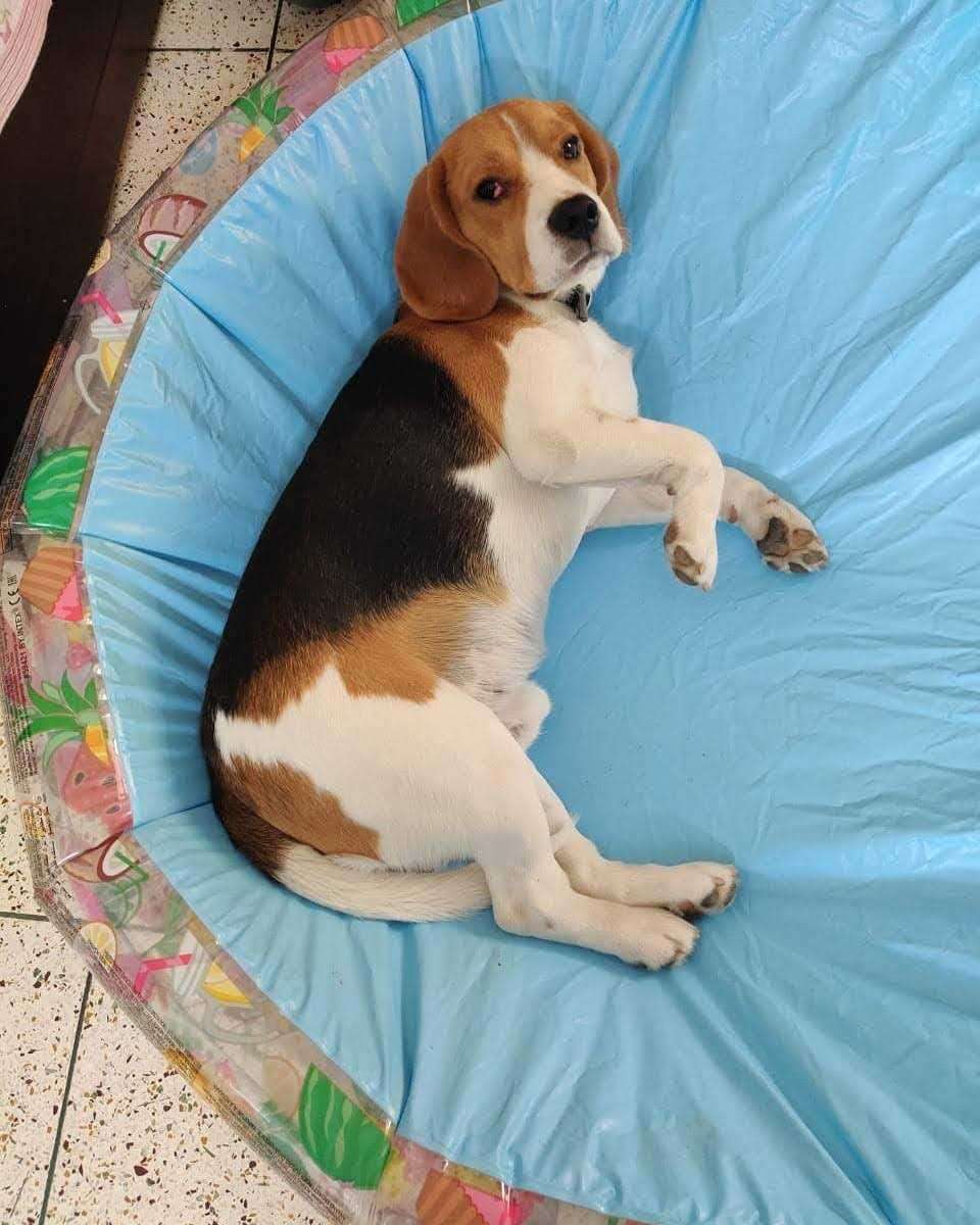 Beagle Dogs For Mating In Jaipur