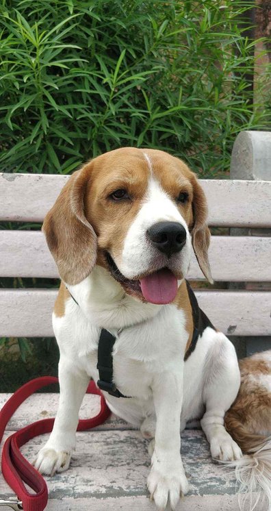 Beagle Dogs For Mating In Jaipur