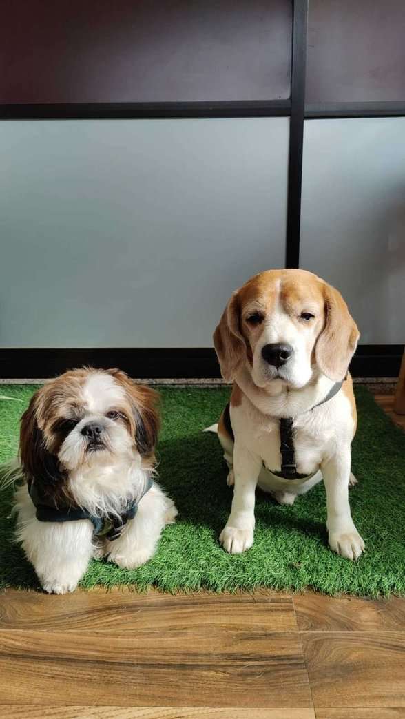 Beagle Dogs For Mating In Jaipur