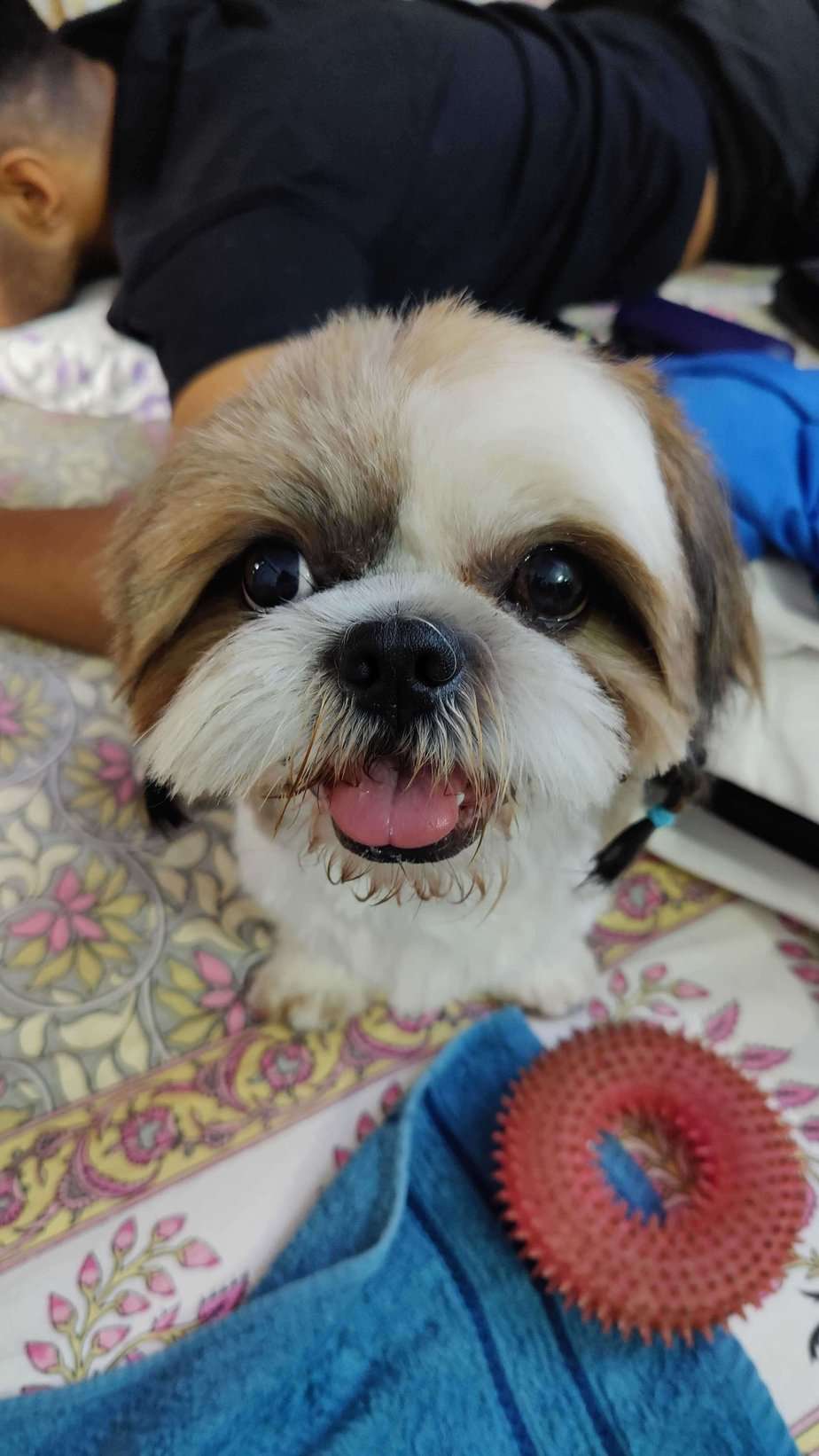 Shih Tzu Dogs For Mating In Jaipur