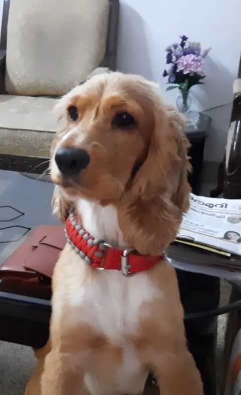 English Cocker Spaniel Dogs For Mating In Thiruvananthapuram