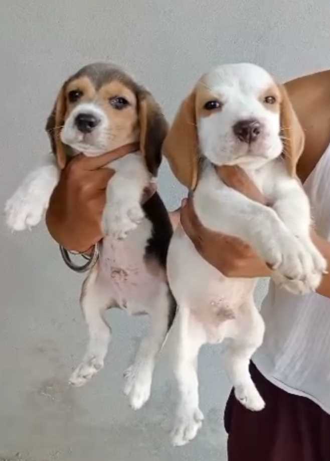 Beagle For Sale In Sangrur