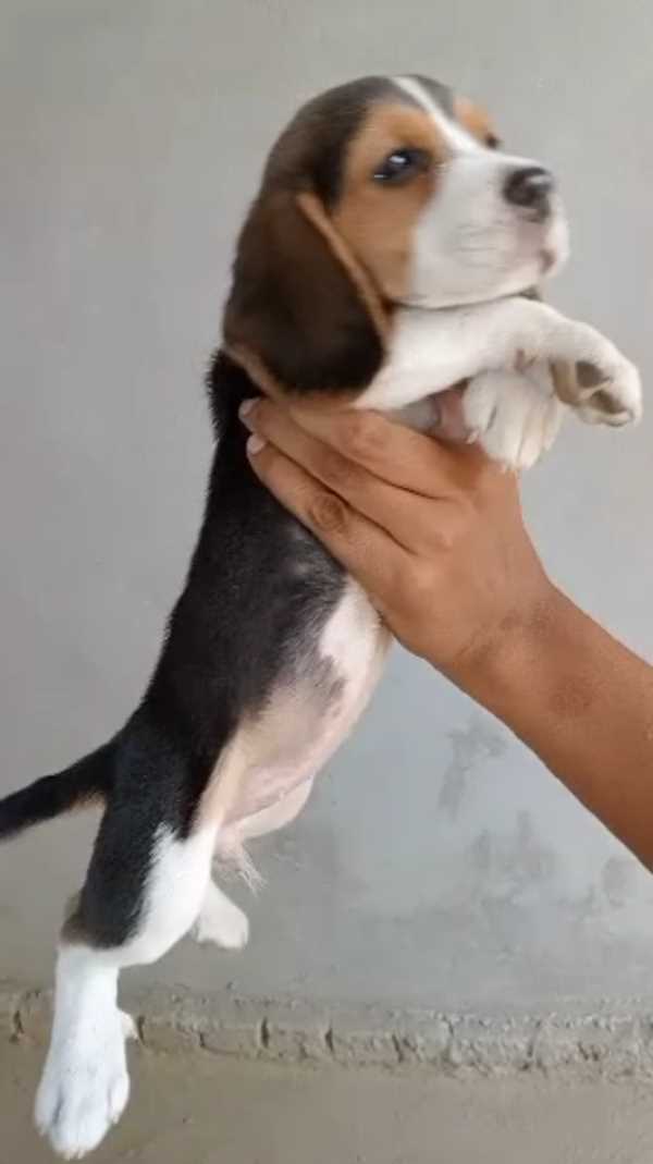 Beagle For Sale In Sangrur