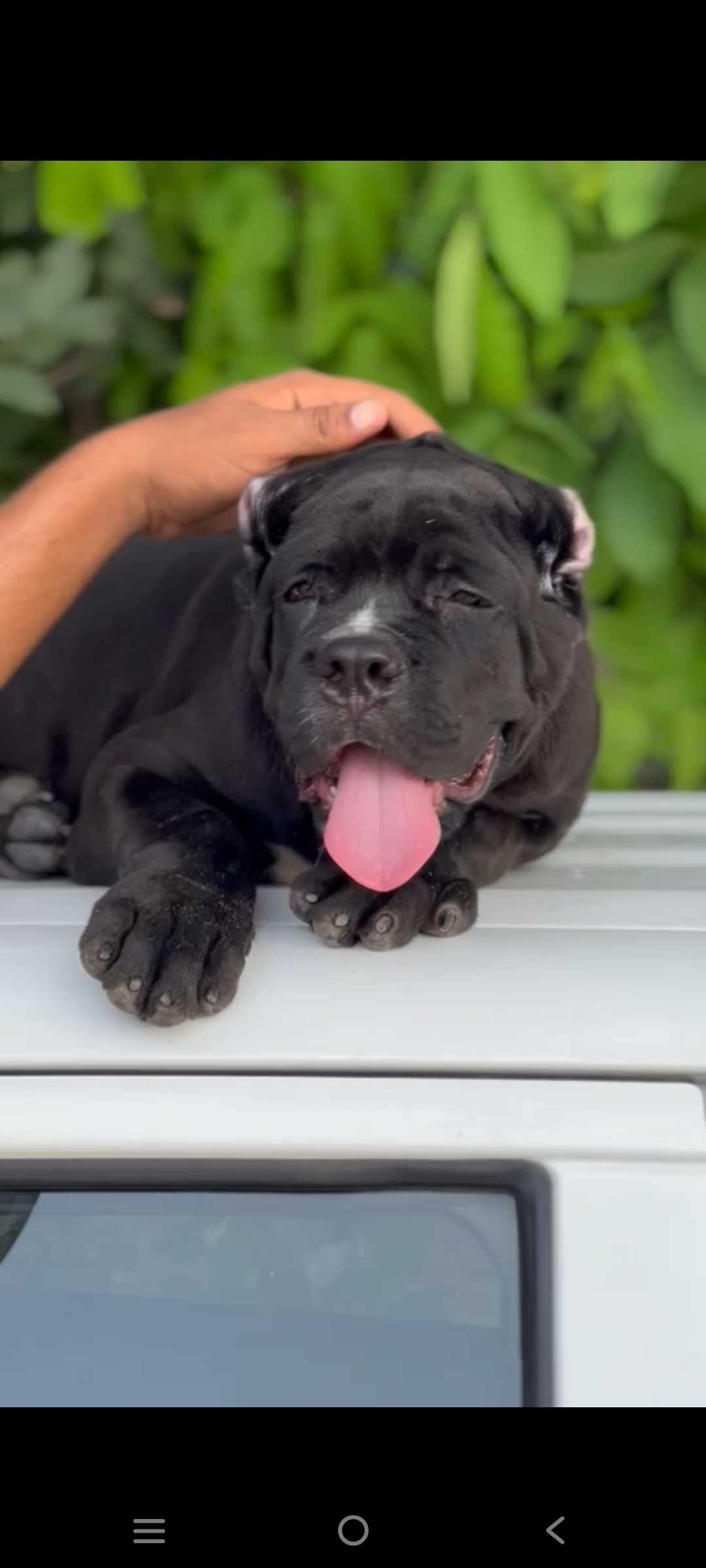 Cane Corso For Sale In Delhi