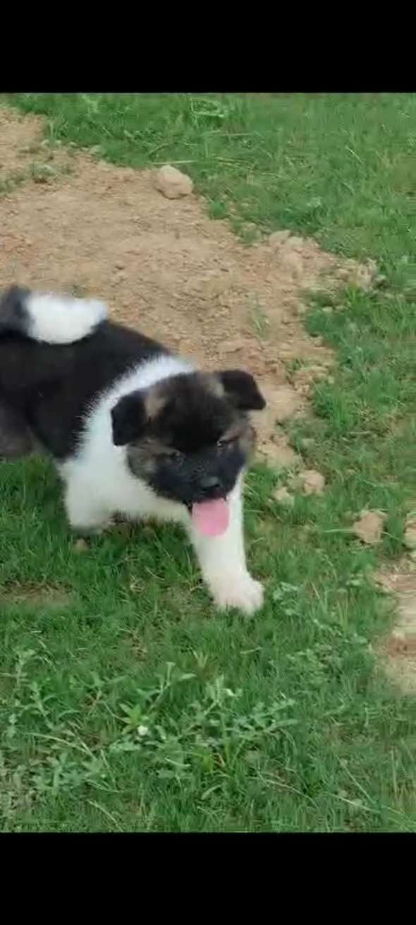 Akita For Sale In Bangalore