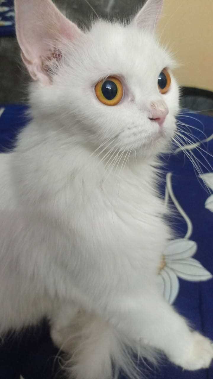 Persian For Sale In Ahmedabad
