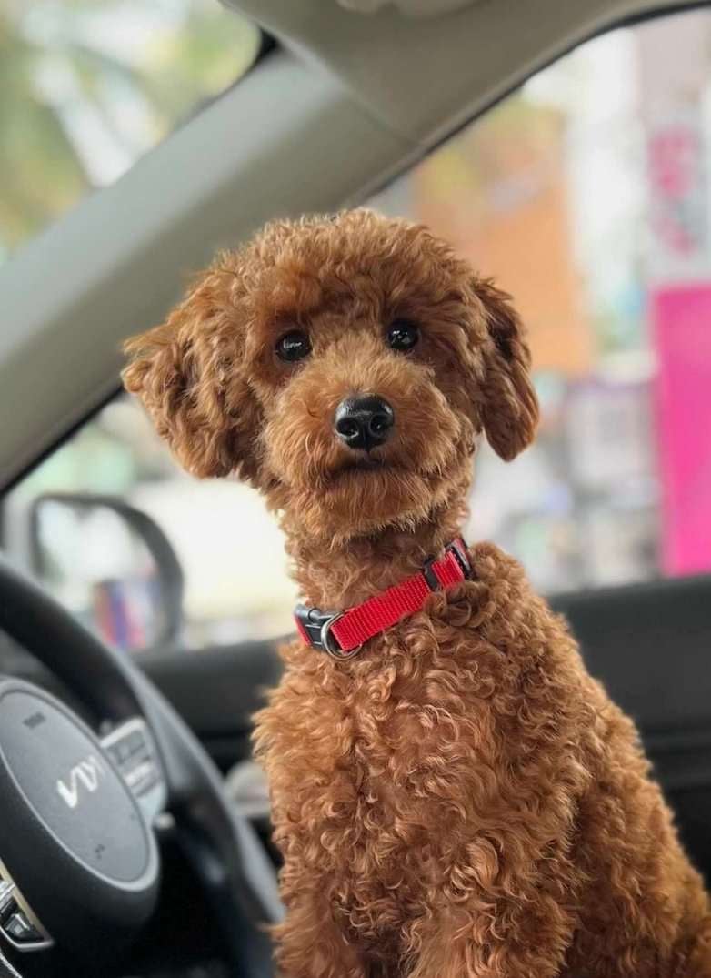 Poodle Dogs For Mating In Bangalore