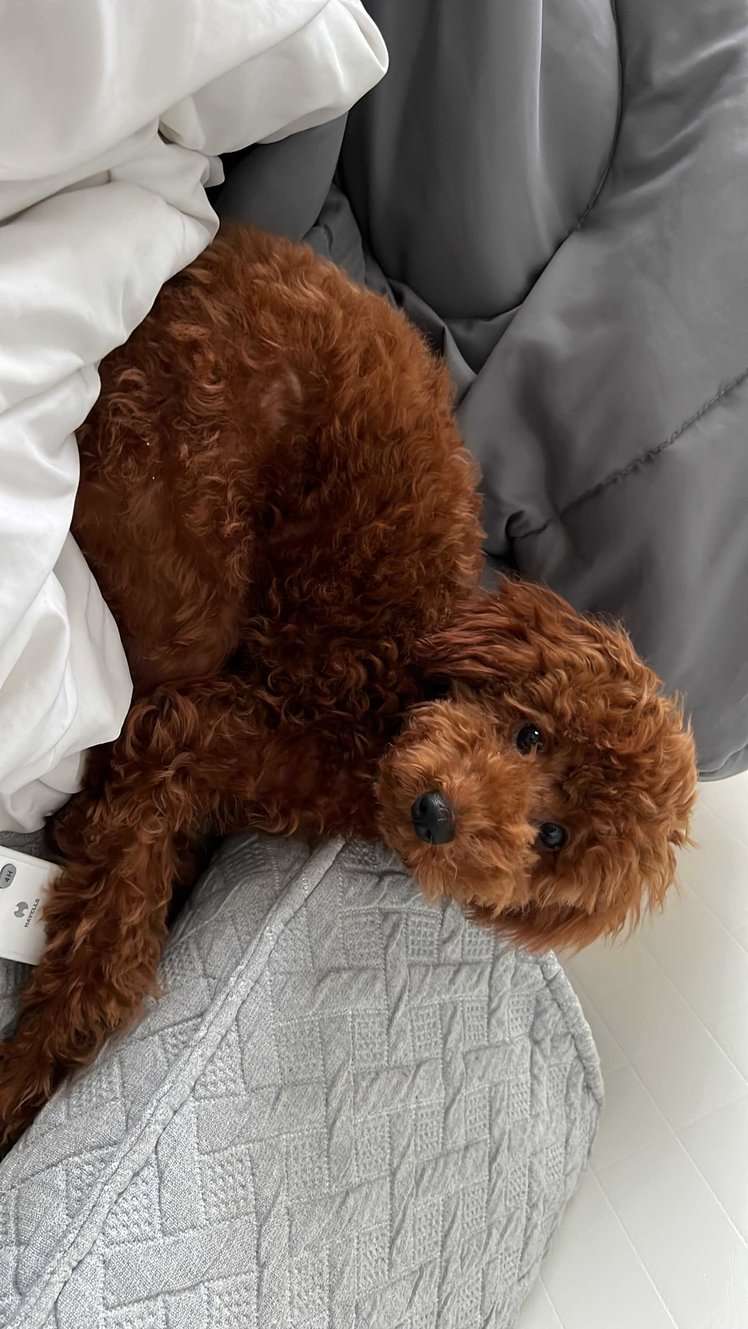 Poodle Dogs For Mating In Bangalore