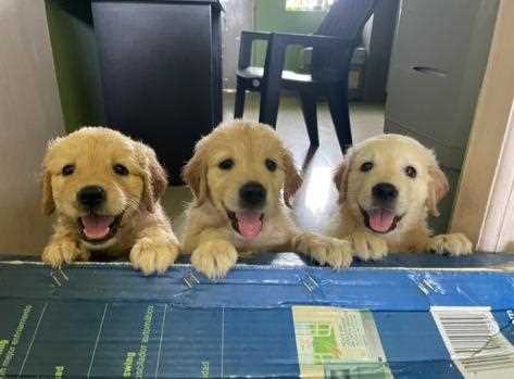 Golden Retriever For Sale In Bhubaneswar