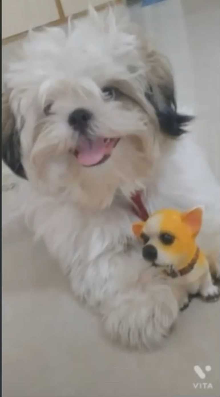 Shih Tzu Dogs For Mating In Bangalore